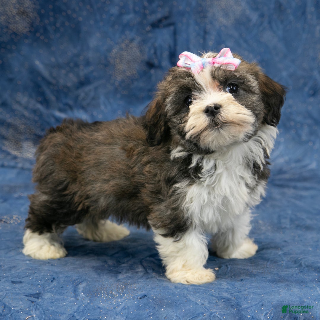 Havanese dogs for sale: Cookie - Ad 5