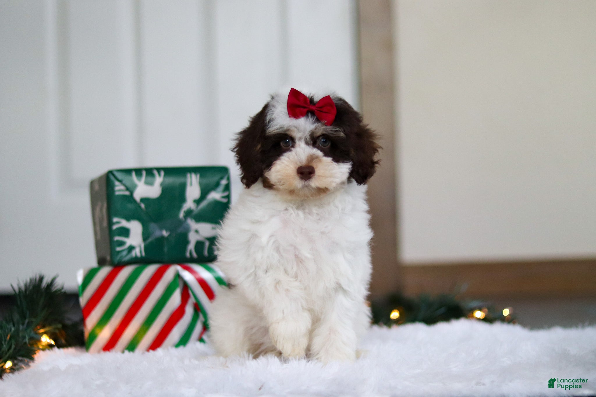 Mini Aussiedoodle dogs Sugary - Ad 16