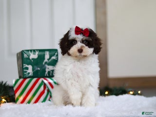 Mini Aussiedoodle dogs Sugary - Ad 17