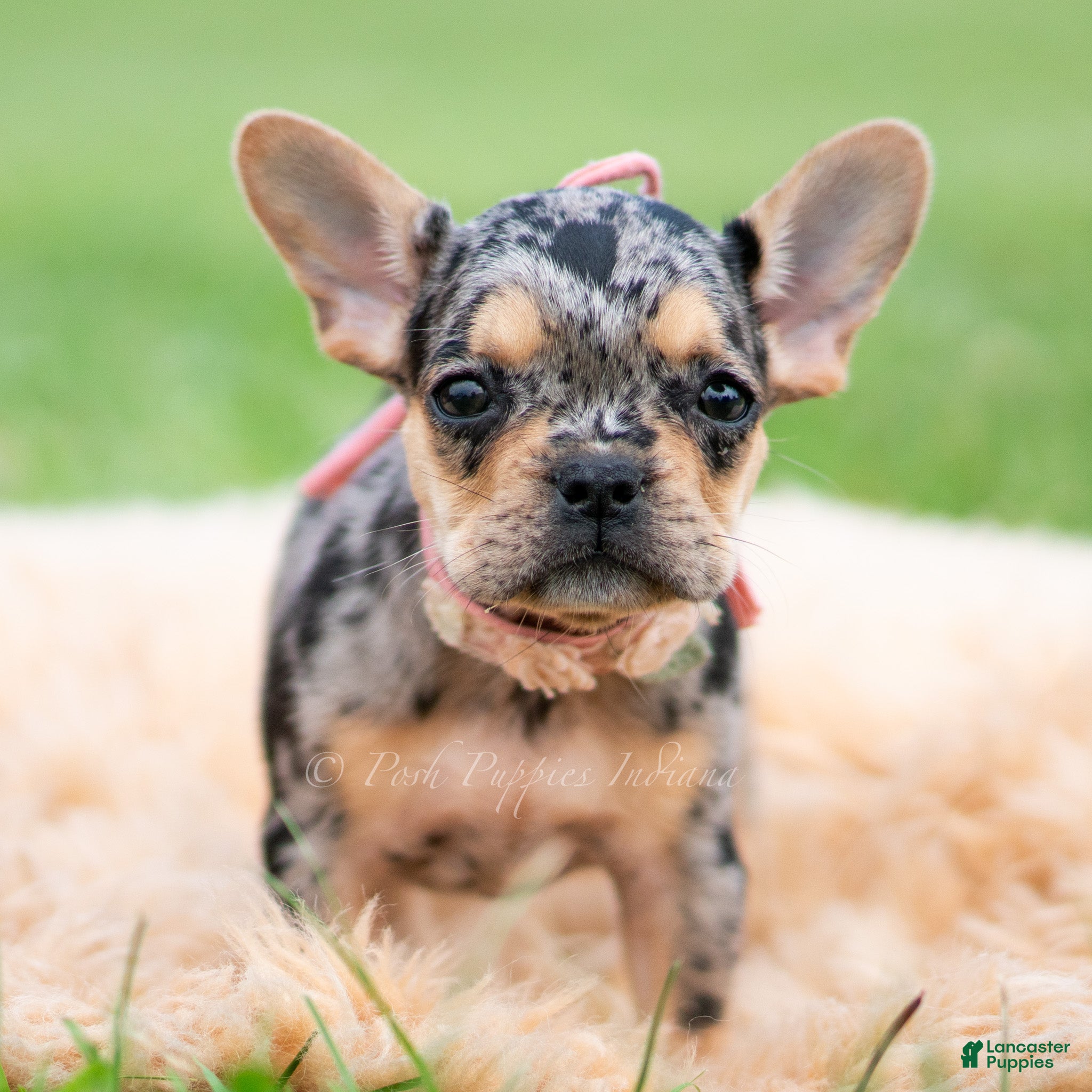 French Bulldog dogs Cookie - Ad 8