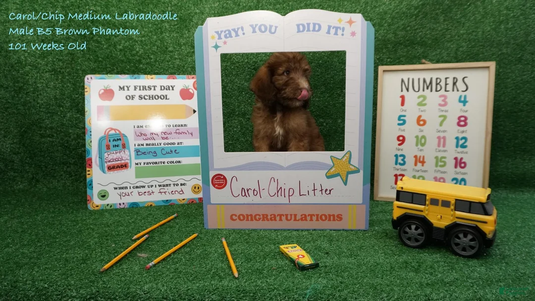 Australian Labradoodle dogs for sale: CCB5 - Ad 1