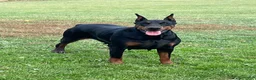 Doberman Pinscher dogs for sale: Doberman Pinscher Puppy 1 - Ad 8