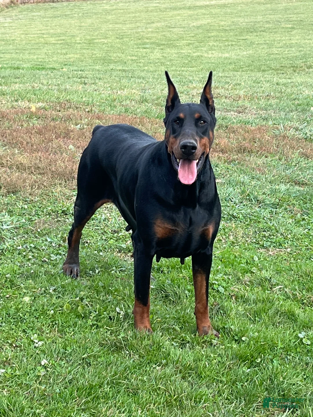Doberman Pinscher dogs for sale: Doberman Pinscher Puppy 1 - Ad 8