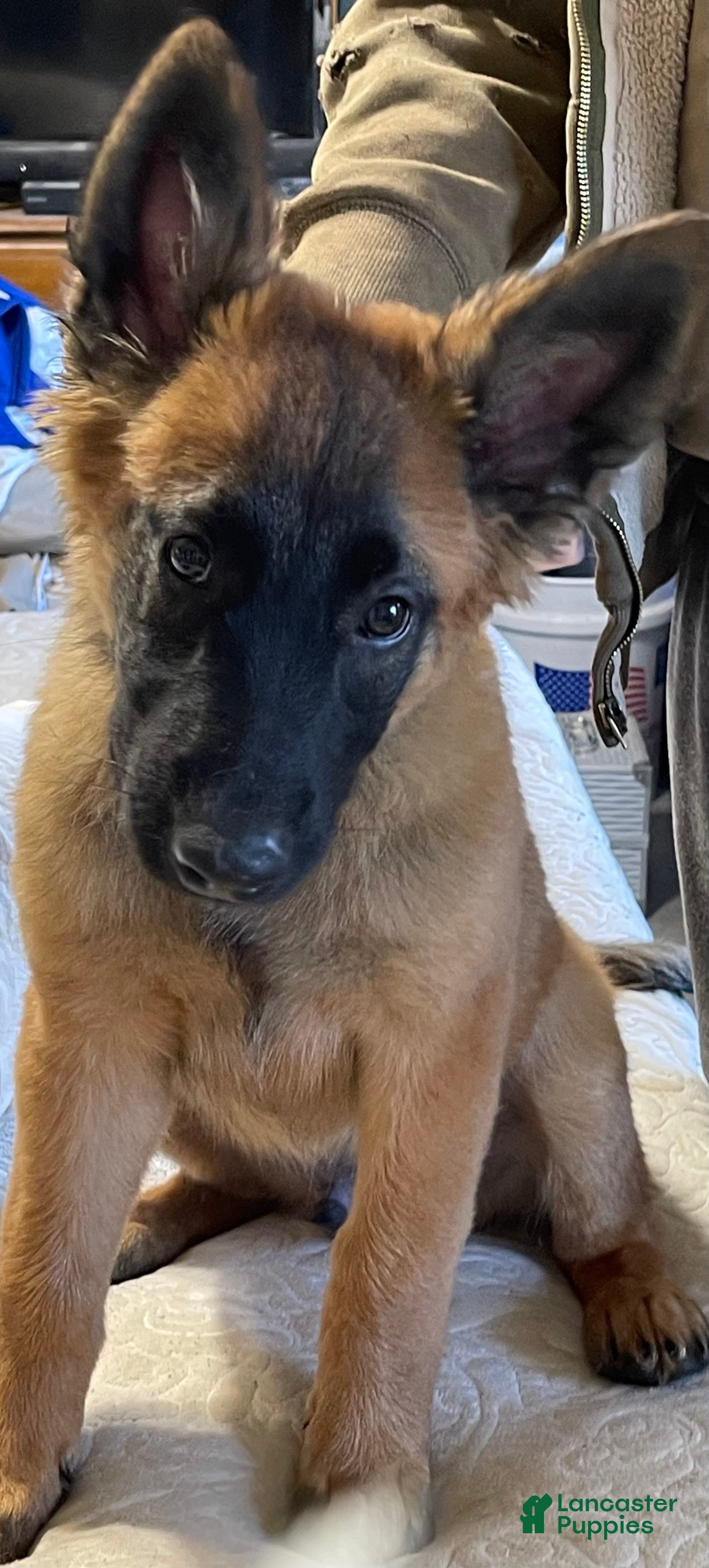 Belgian Malinois dogs Belgian Malinois Puppy 3 - Ad 35