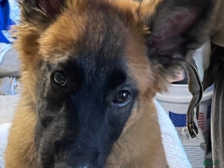 Belgian Malinois dogs Belgian Malinois Puppy 3 - Ad 38