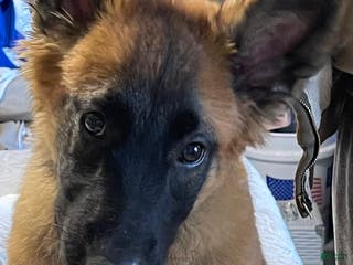 Belgian Malinois dogs Belgian Malinois Puppy 3 - Ad 33
