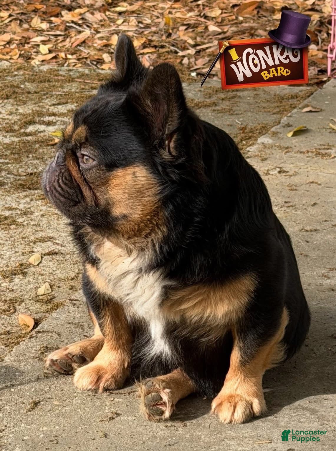 French Bulldog dogs for sale: Pepper - Ad 5