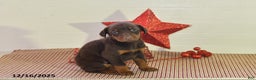Doberman Pinscher dogs for sale: Bella   - Ad 3