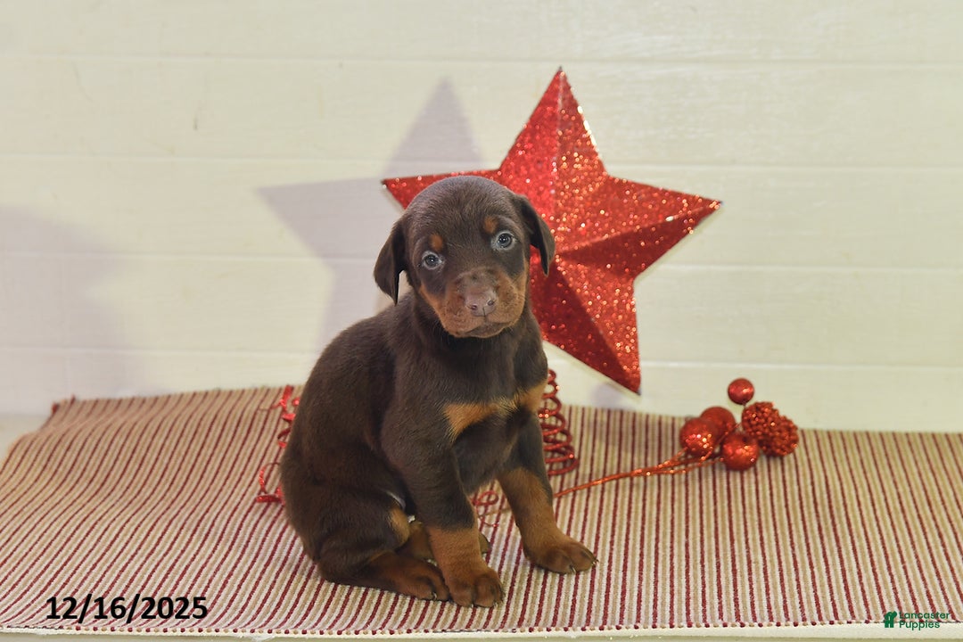 Doberman Pinscher dogs for sale: Bella   - Ad 3