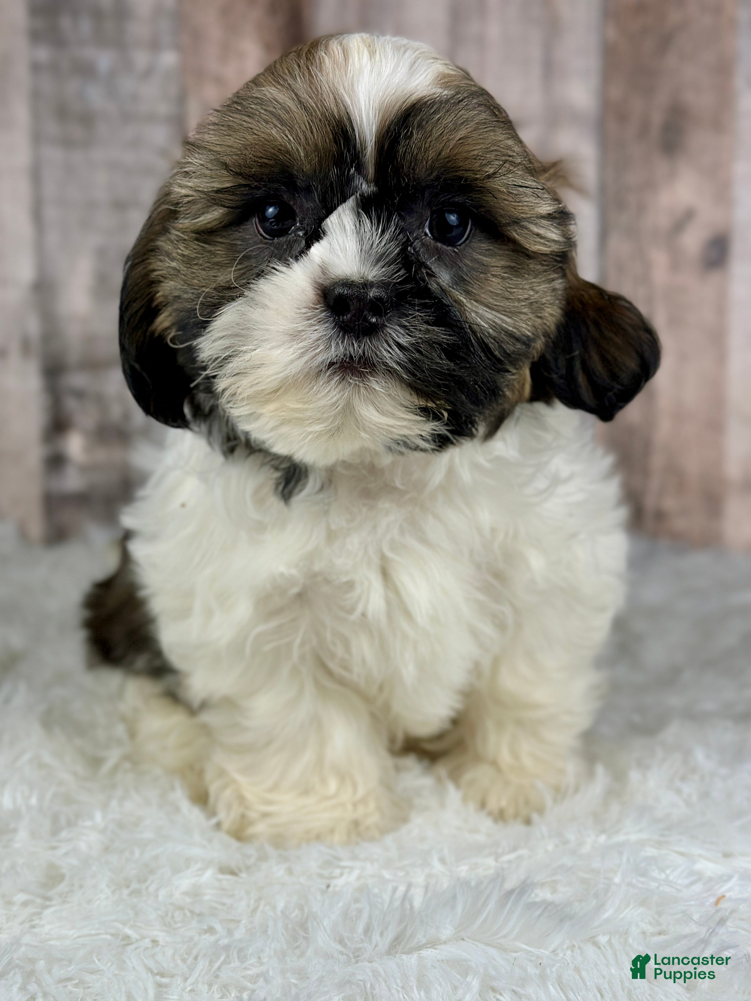 Shih Tzu dogs Boy Kai - 8932 - Ad 29