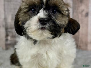 Shih Tzu dogs Boy Kai - 8932 - Ad 23