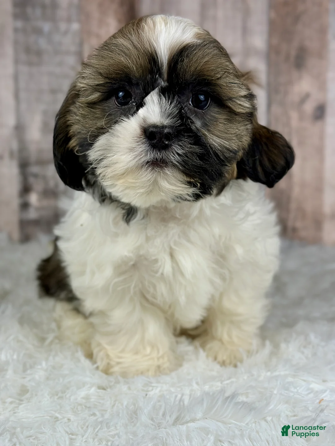 Shih Tzu dogs for sale: Boy Kai - 8932 - Ad 1