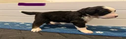 Bernese Mountain Dog dogs for sale: Purple - Ad 8