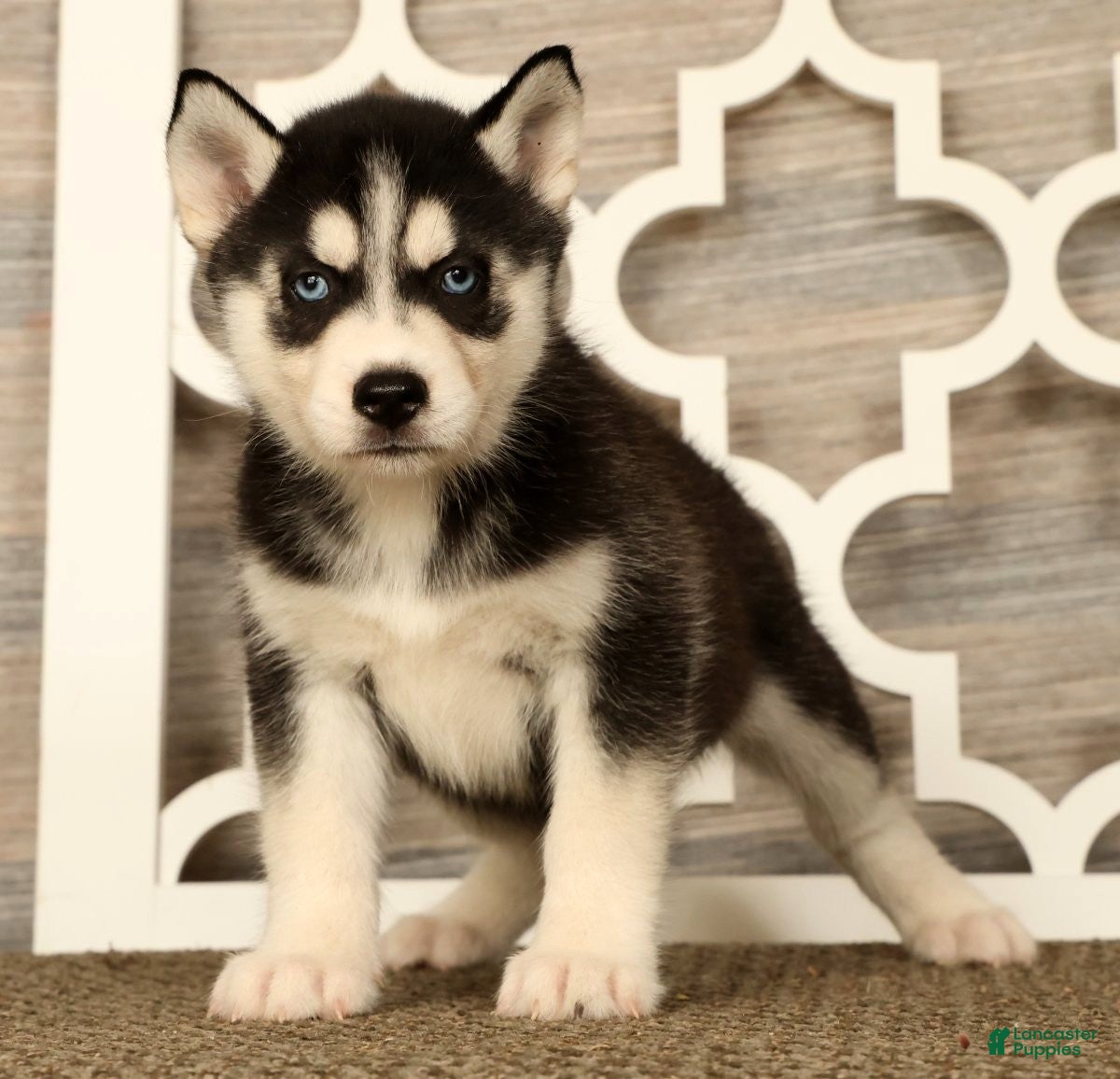 Siberian Husky dogs Princess - Ad 1