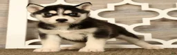 Siberian Husky dogs for sale: Princess - Ad 1