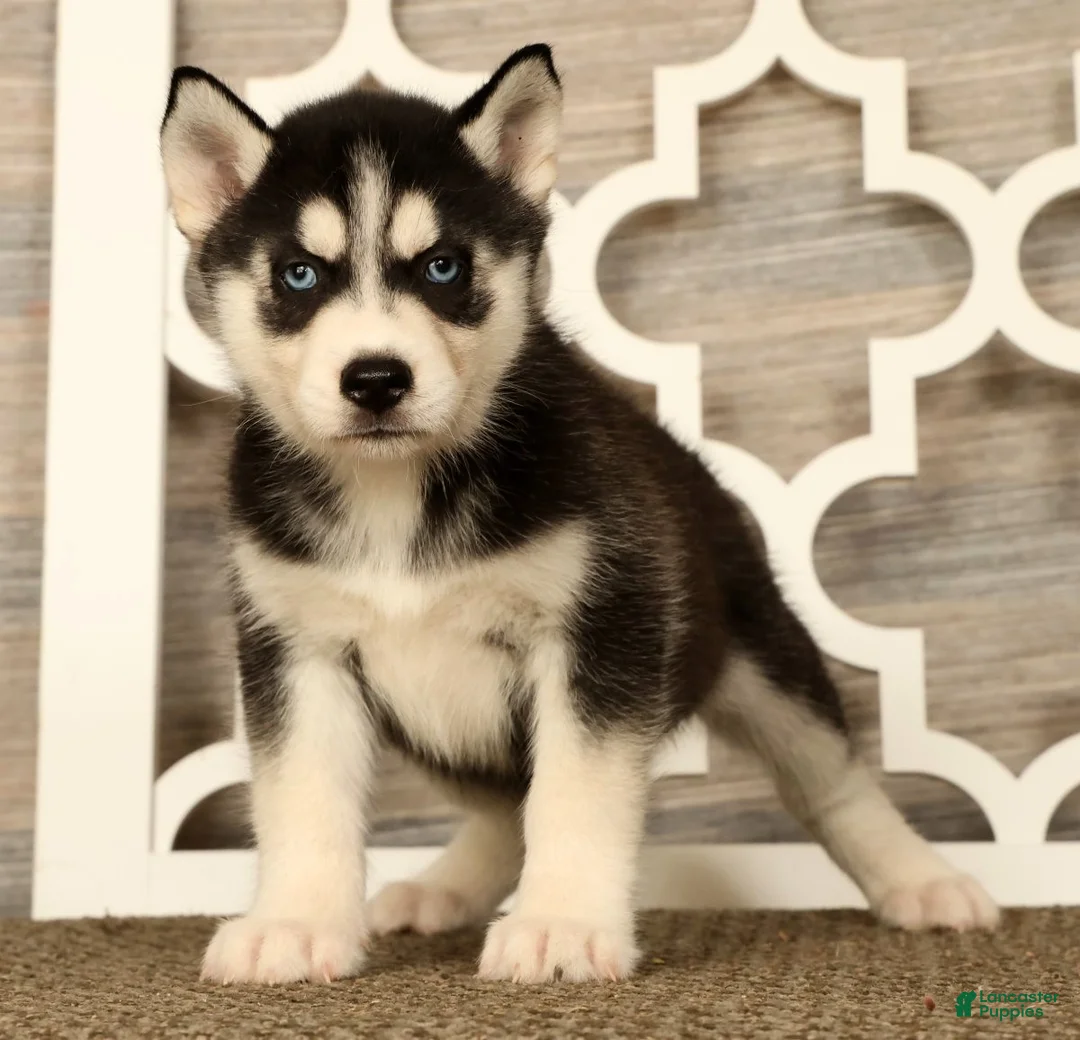 Siberian Husky dogs for sale: Princess - Ad 1