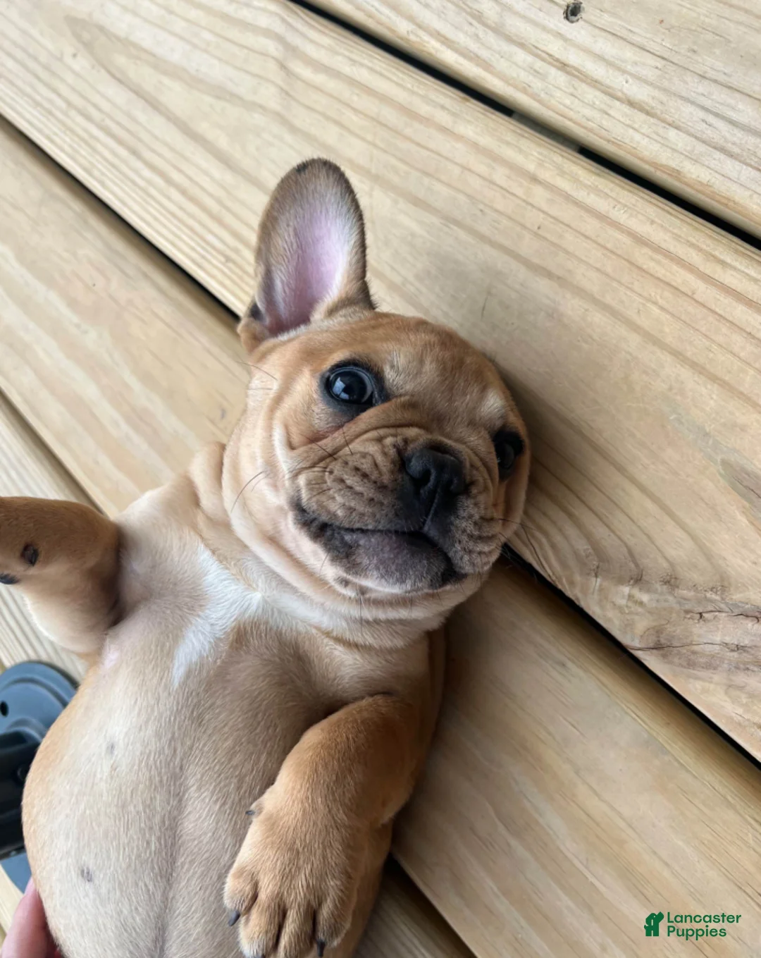 French Bulldog dogs for sale: Georgia - Ad 6