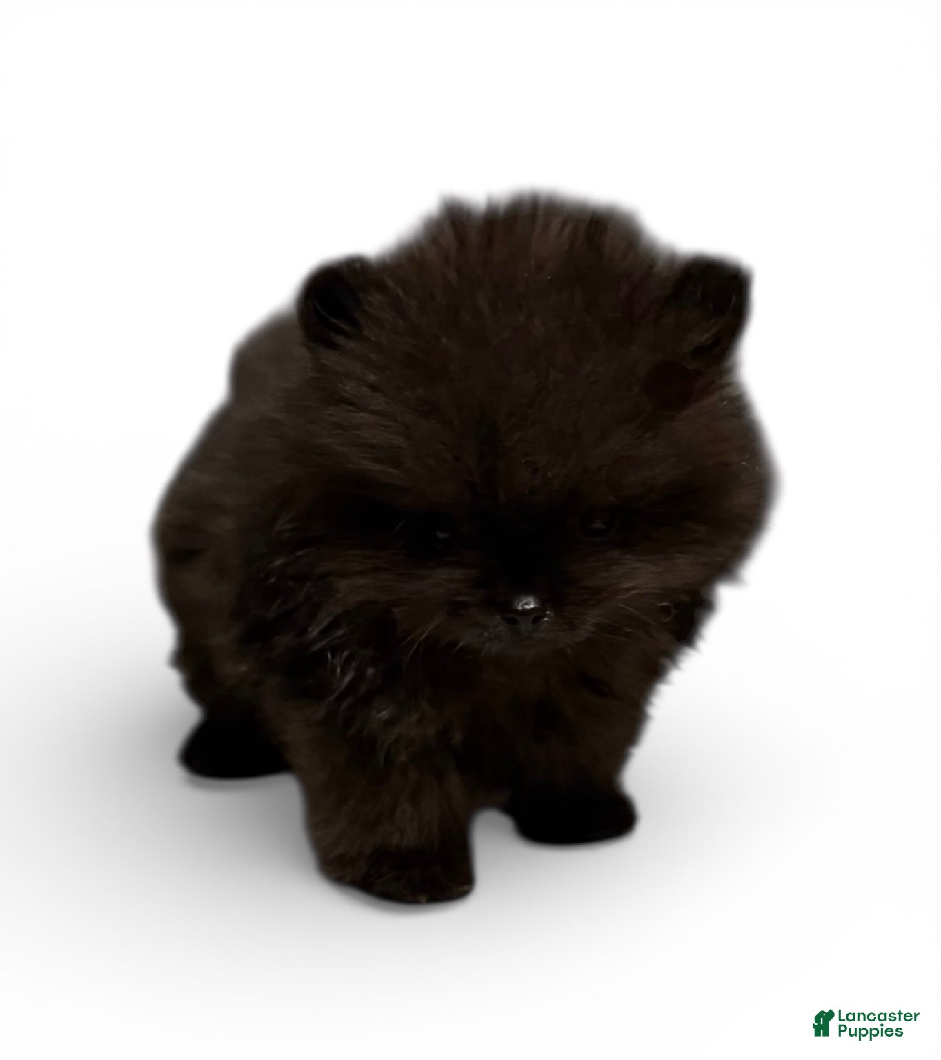 Pomeranian dogs Shadow  - Ad 23