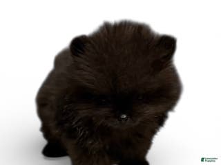 Pomeranian dogs Shadow - Ad 9