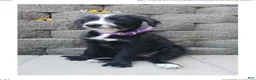 Mixed Breed dogs for sale: Misty - Ad 1