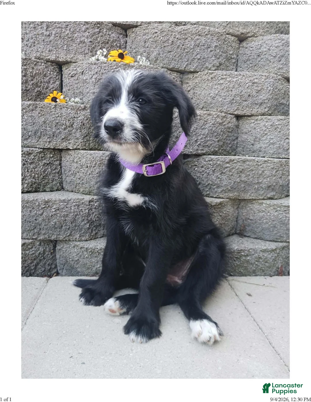 Mixed Breed dogs for sale: Misty - Ad 1