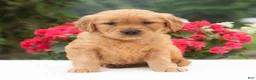 Golden Retriever dogs for sale: Kaylee  - Ad 3