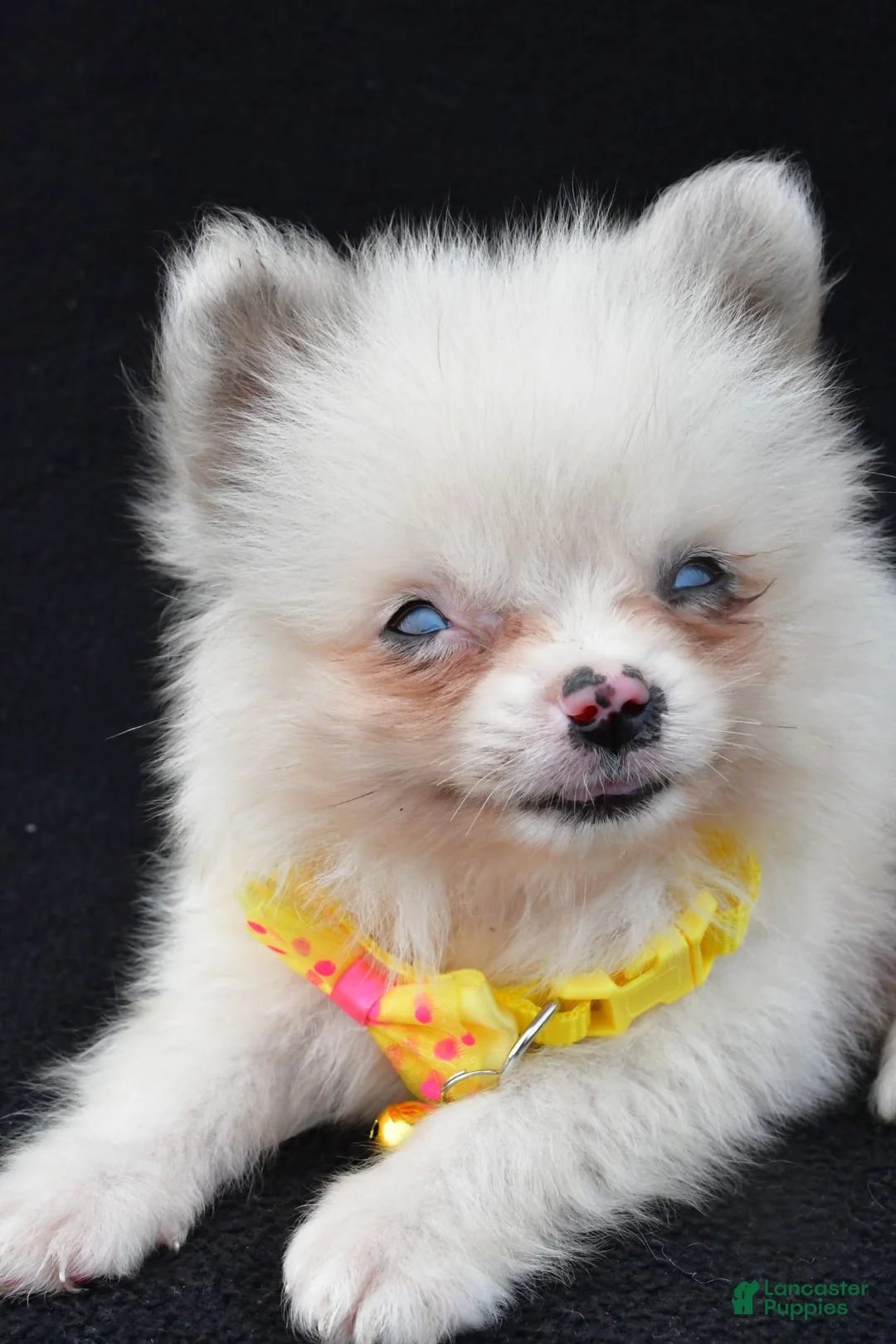 Pomeranian dogs for sale: Syl - Ad 2