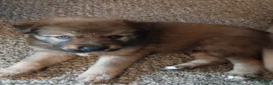 Mixed Breed 2