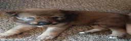 Mixed Breed dogs for sale: Mixed Breed 2 - Ad 1