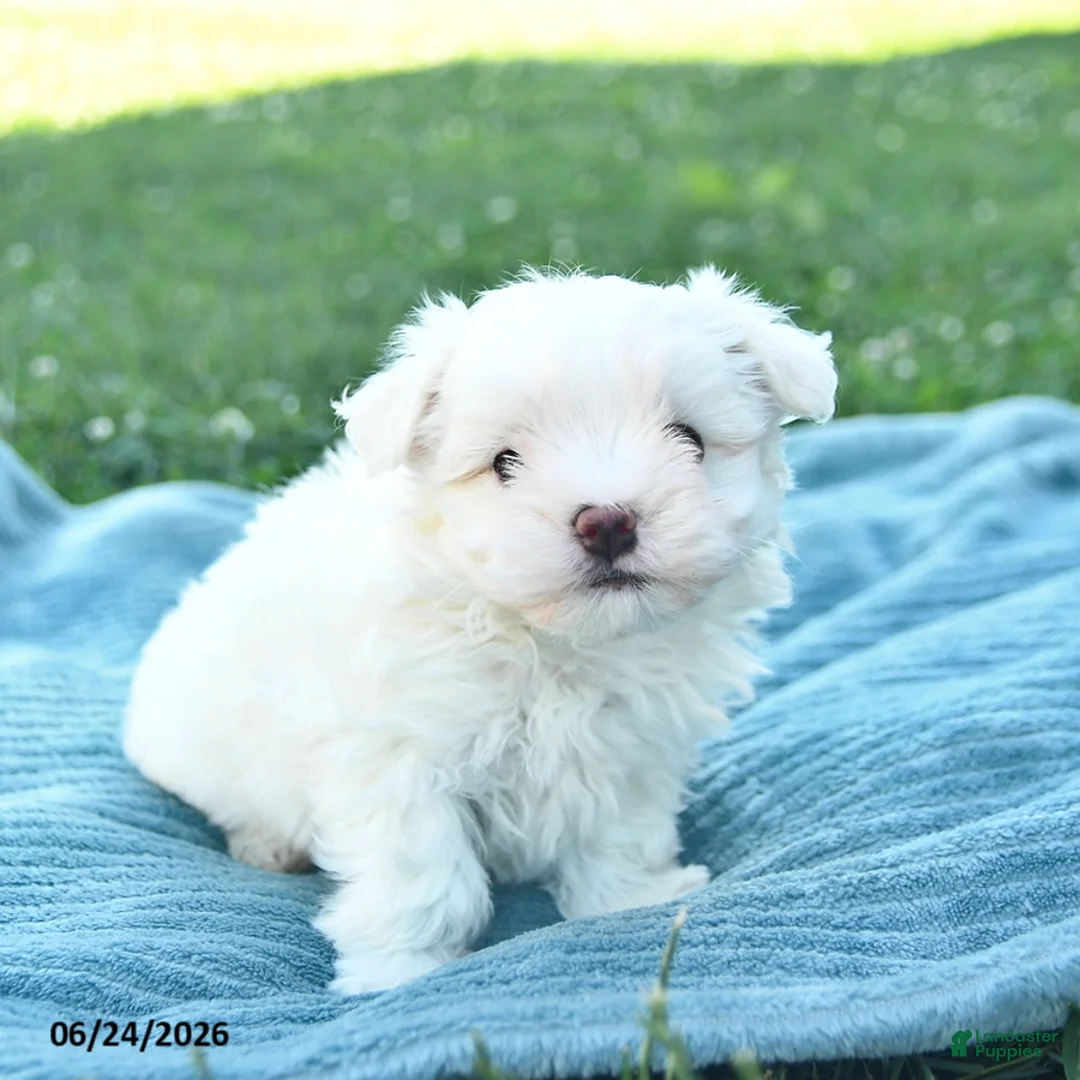 Maltese dogs for sale: Poppy  - Ad 3