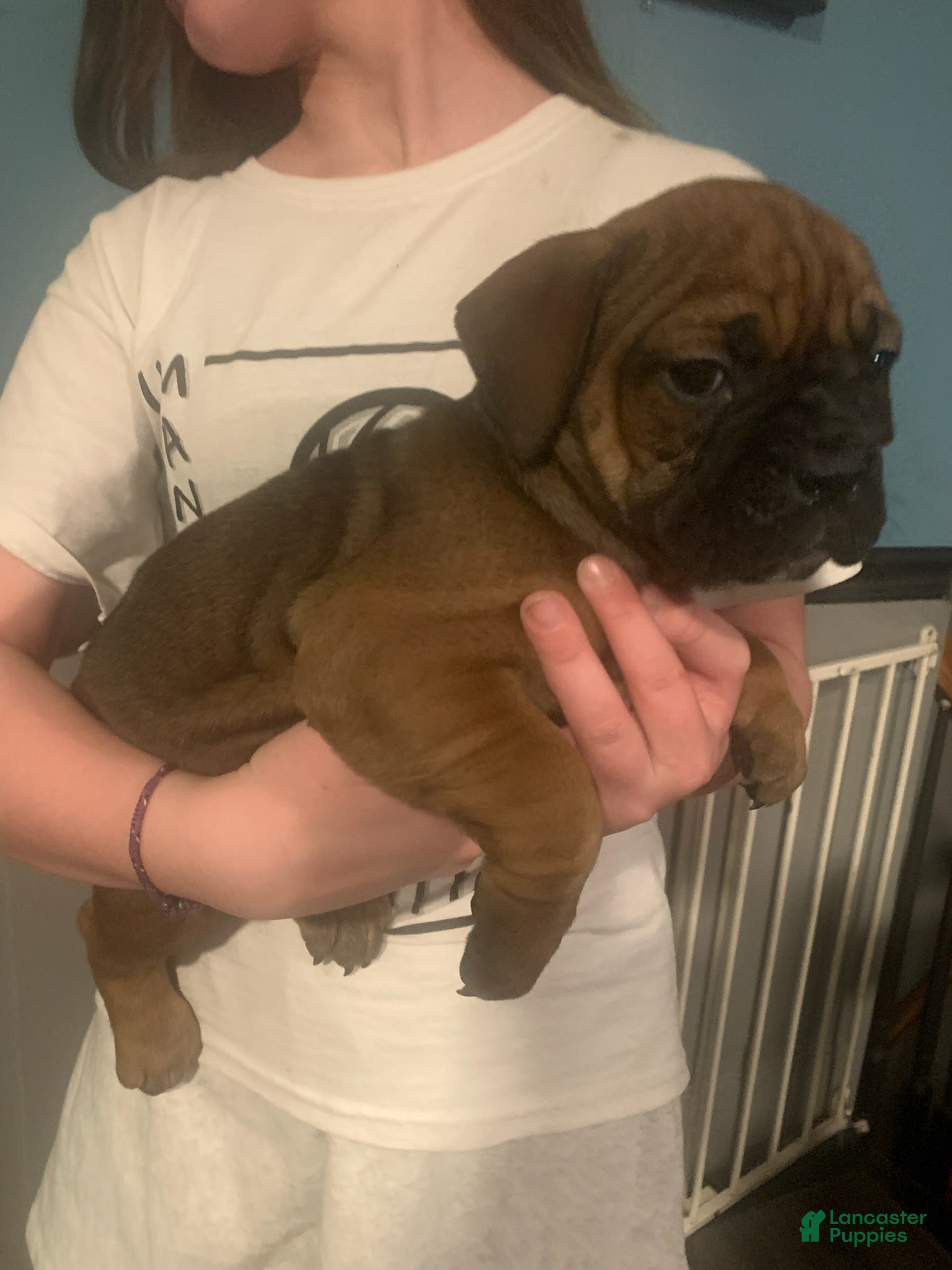 English Bulldog dogs English Bulldog Puppy 1 - Ad 27