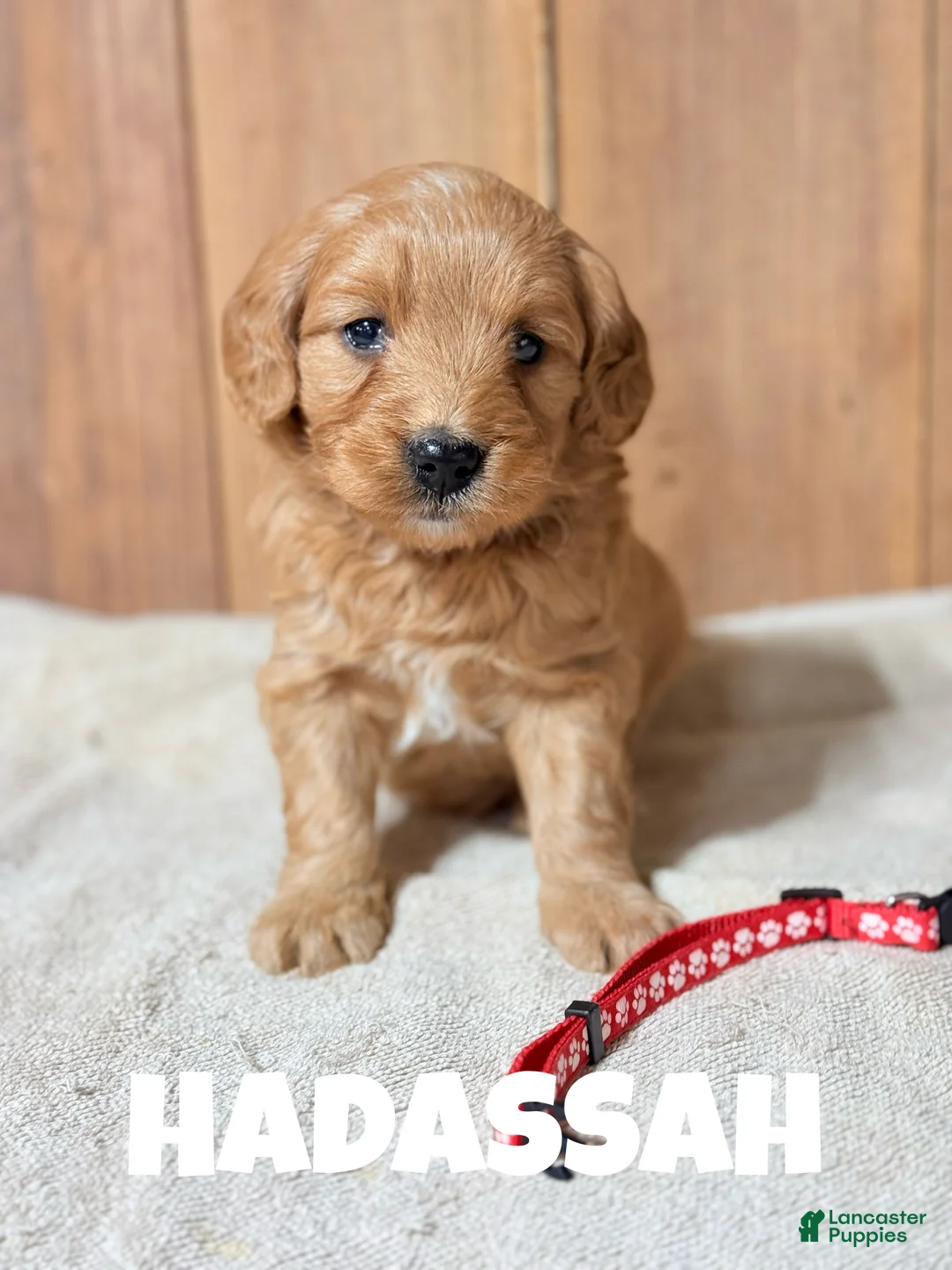 Mini Goldendoodle dogs for sale: Hadassa, F1b Mini Goldendoodle - Ad 2