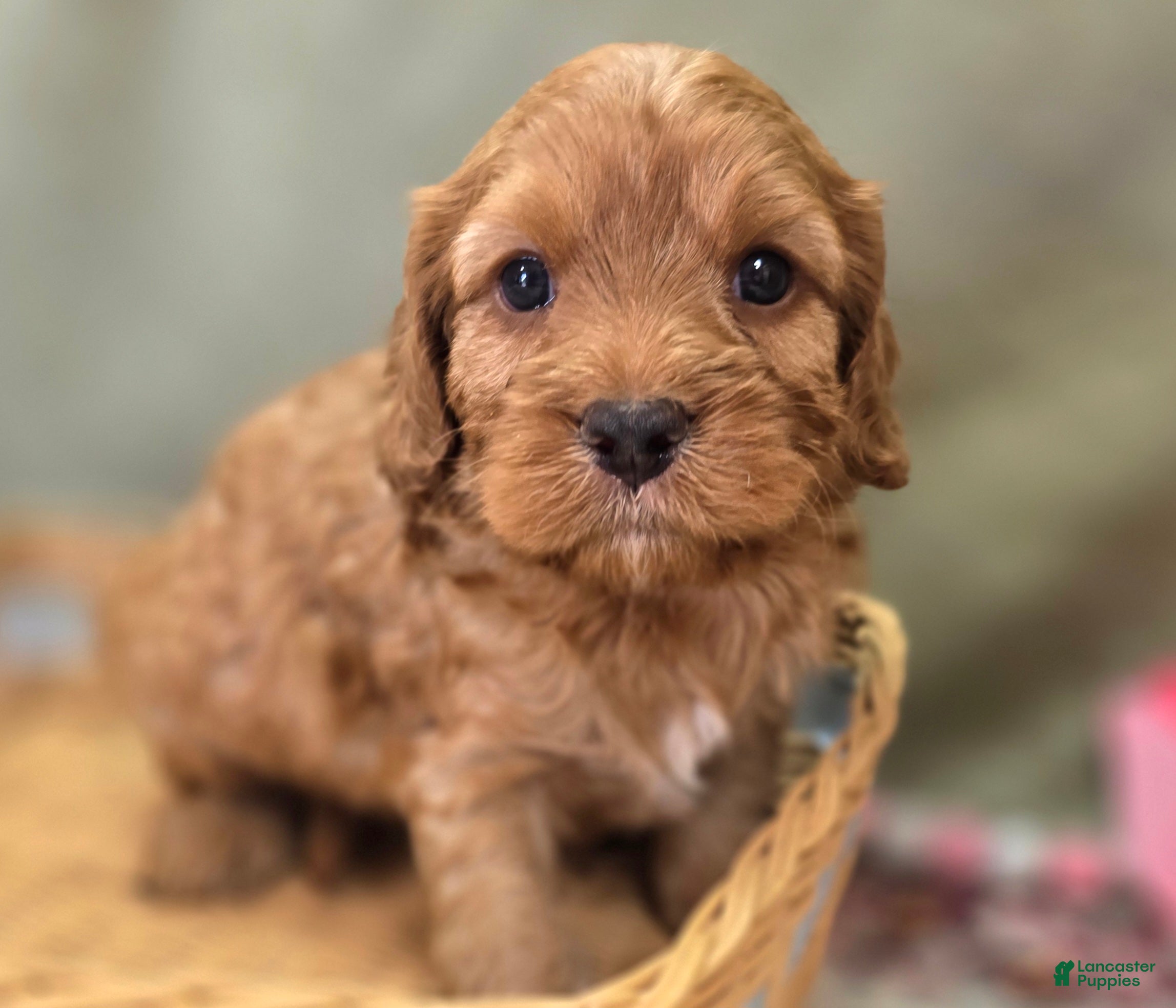 Cockapoo dogs Sprout - Ad 42