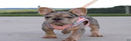French Bulldog dogs for sale: Minty - Ad 3