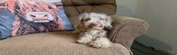 Cockapoo dogs for sale: Boys - Ad 6