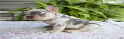 French Bulldog dogs for sale: Rubble - Ad 3