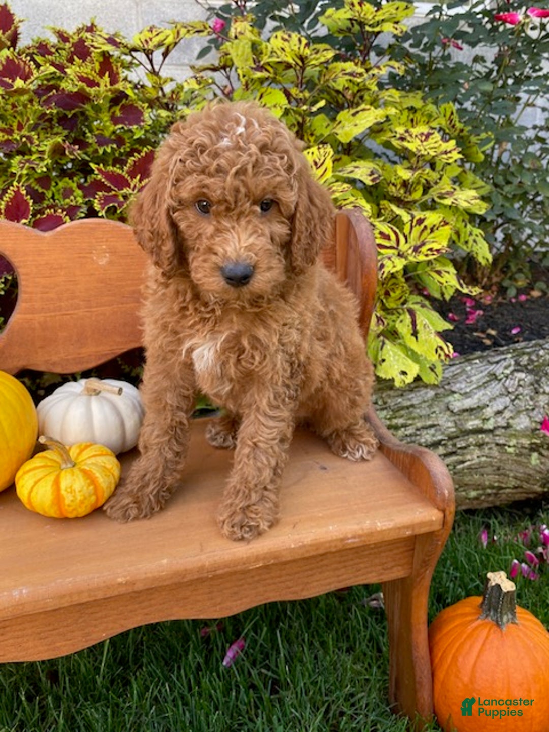 Miniature Poodle dogs for sale: Chance - Ad 3