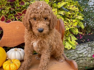 Miniature Poodle dogs - Ad 36
