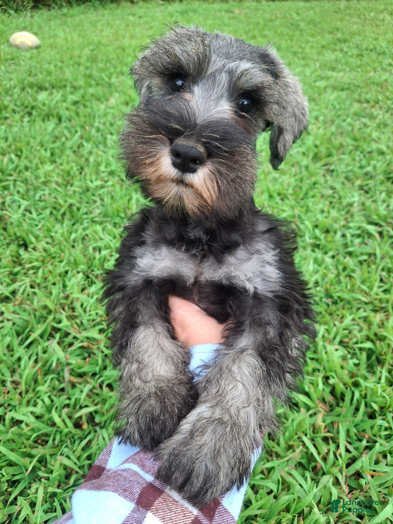 Miniature Schnauzer dogs Cody - Ad 3
