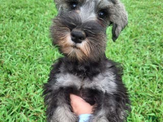 Miniature Schnauzer dogs Cody - Ad 3