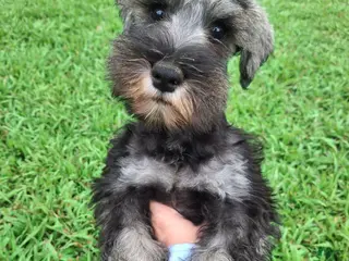 Miniature Schnauzer dogs Cody - Ad 40