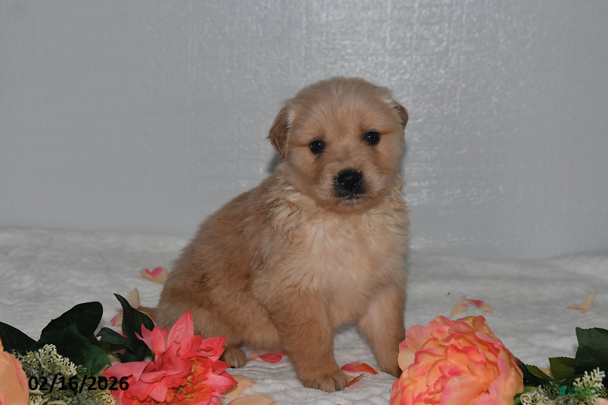 Golden Retriever dogs for sale: Oliver - Ad 2