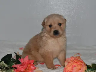 Golden Retriever dogs for sale: Oliver - Ad 2