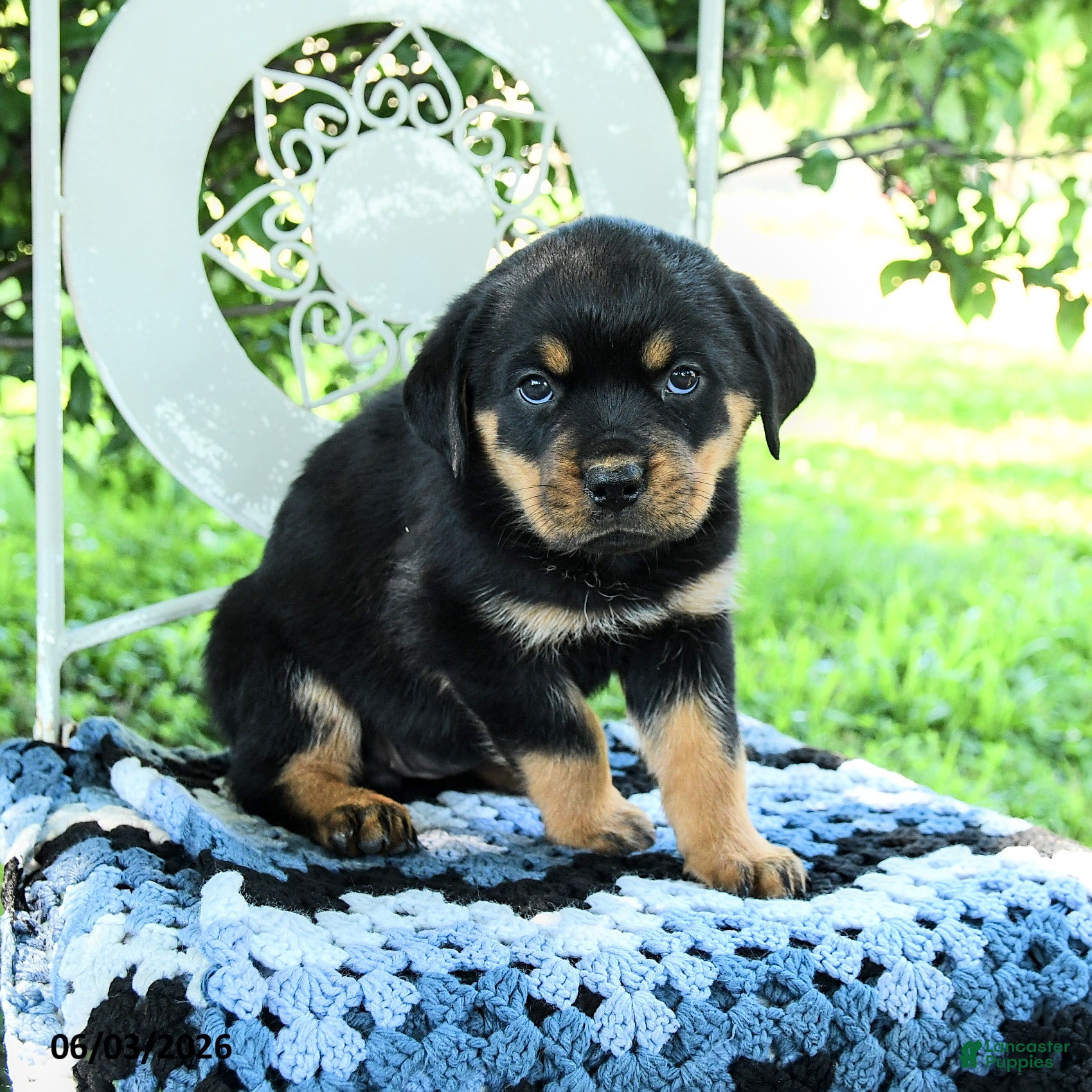 Rottweiler dogs for sale: Juniper - Ad 2