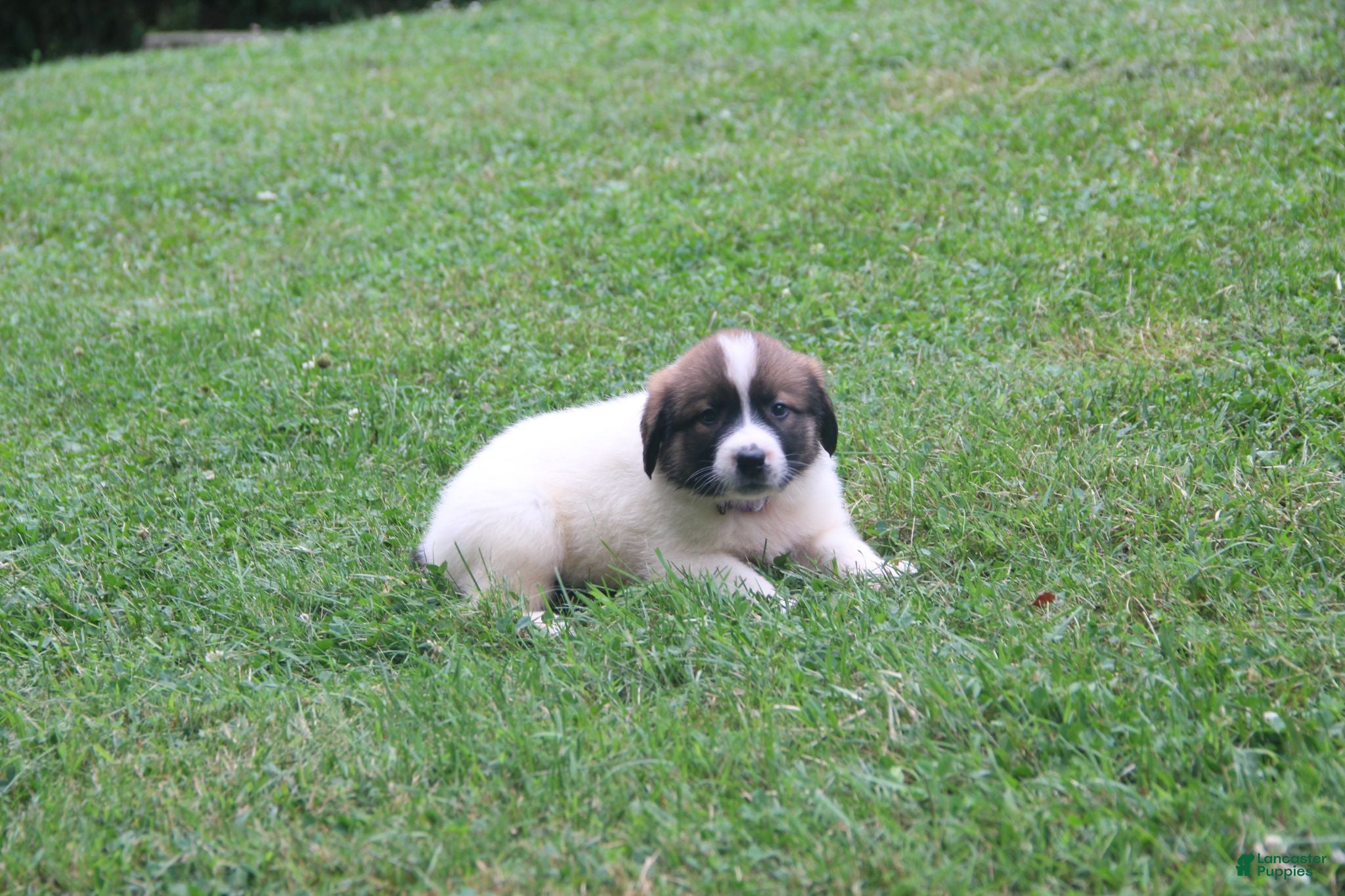Mixed Breed dogs Zoey - Ad 1