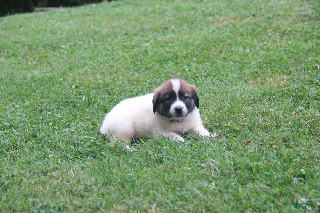 Mixed Breed dogs for sale: Zoey - Ad 1