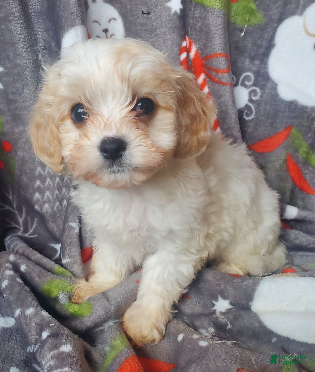 Cavachon dogs for sale: Cole - Ad 1