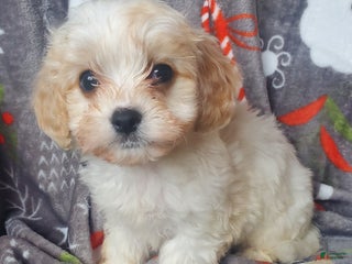 Cavachon dogs Cole - Ad 7