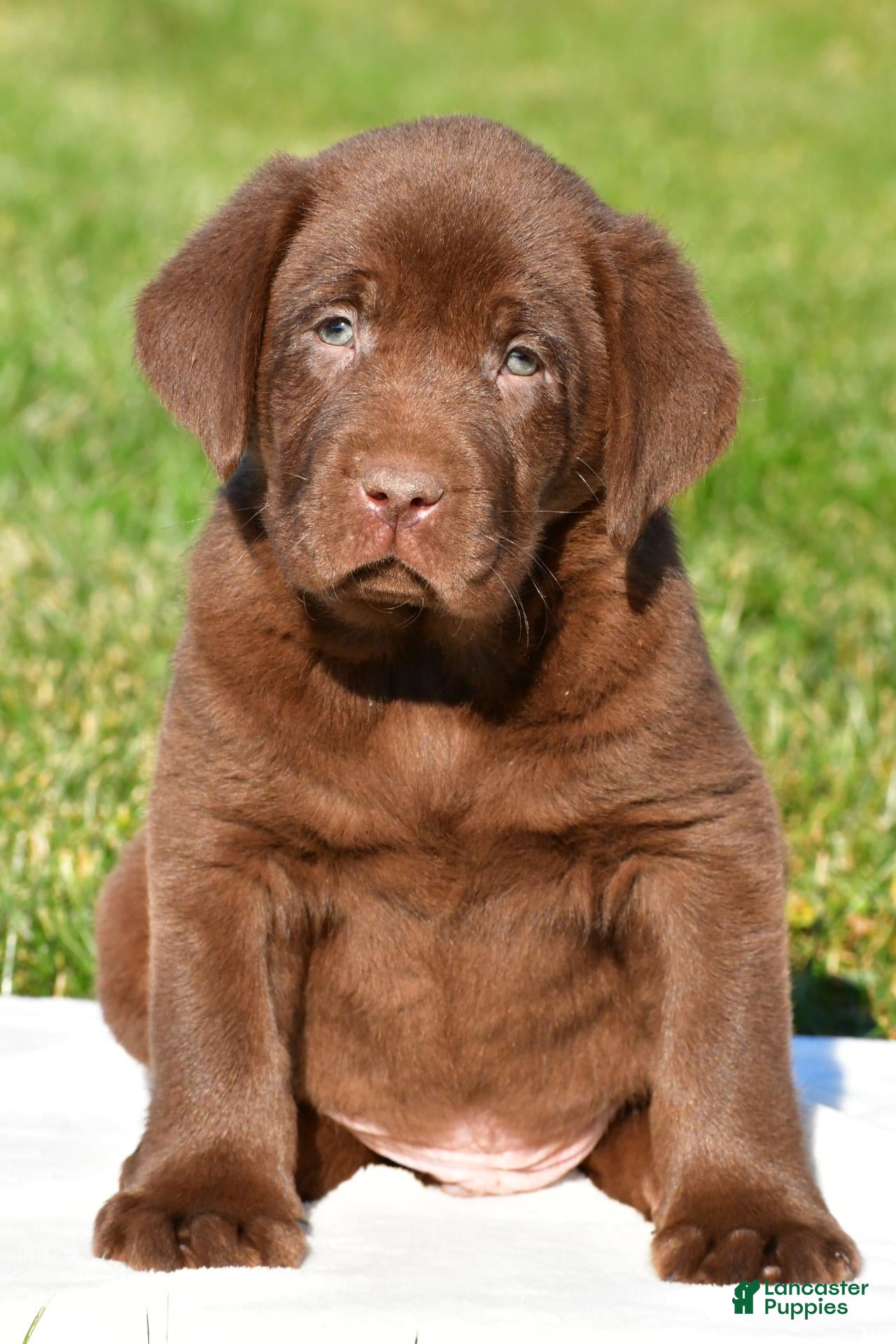 Labrador Retriever dogs for sale: Diesel - Ad 2