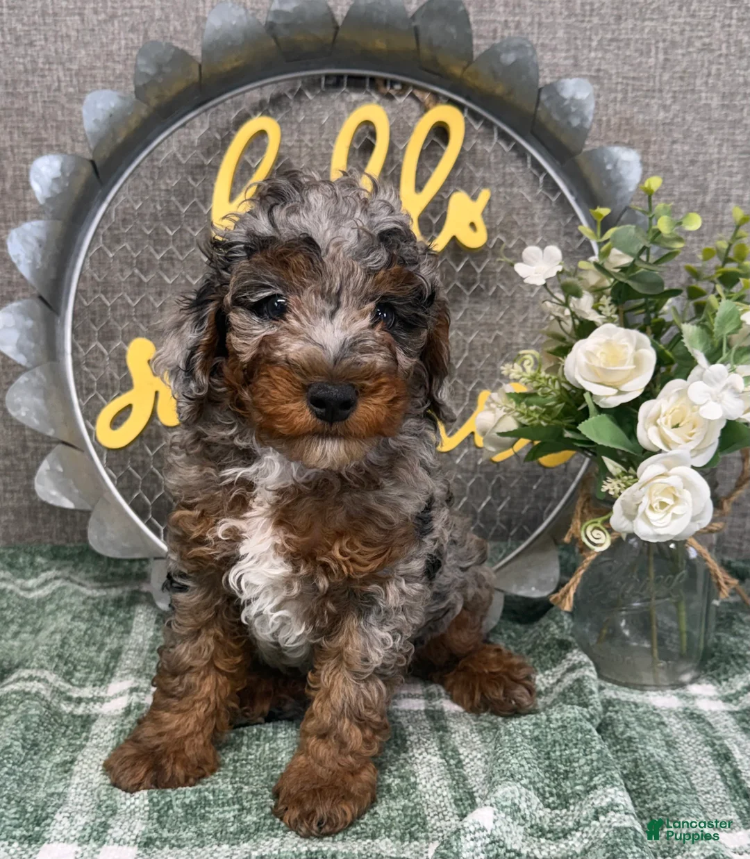 Miniature Poodle dogs for sale: Tatum - Ad 2